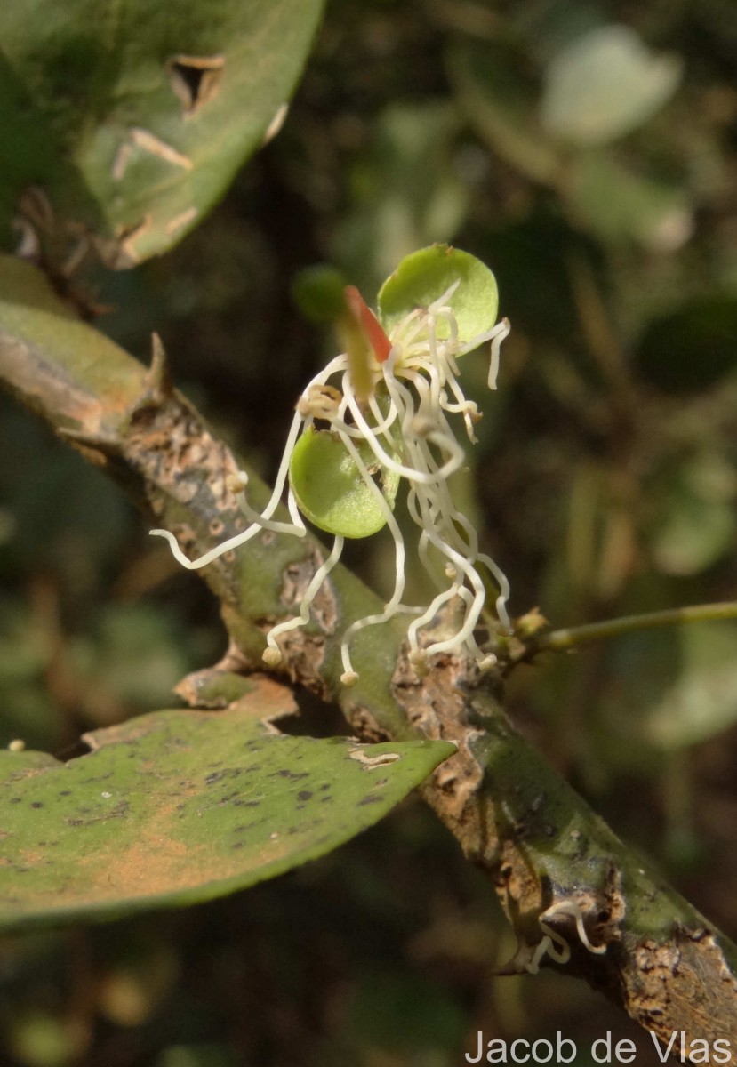 Capparis rotundifolia Rottler